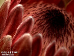 P3136927
