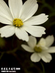 P3136940