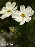 P3136960