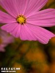 P3136975