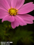 P3136978