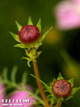 P3136987