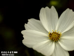 P3136997
