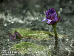 P3188375