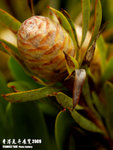 P3136915