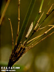 P3136965