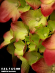 P3137004