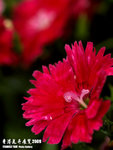 P3137026