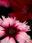 P3137027