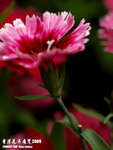 P3137029