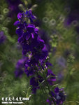 P3147530