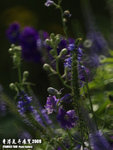 P3147531