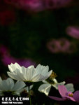 P3147554