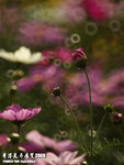 P3147584