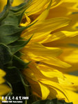 P3158159