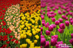 Cover_HK_FlowerShow2010_1