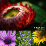 Cover_FlowerShow2011