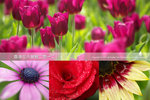 Cover_FlowerShow2012