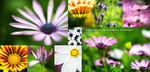 Cover_FlowerShow2013