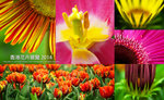 Cover_FlowerShow2014