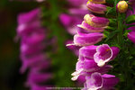 P1040544