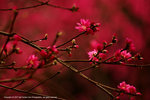 DSC00204