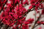 DSC00232
