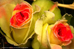 DSC00284