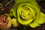 DSC00286