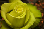 DSC00287