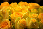 DSC00310