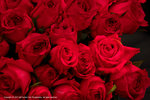 DSC00335