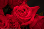 DSC00336