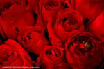 DSC00341