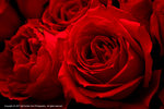 DSC00349
