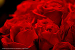 DSC00350