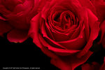 DSC00352