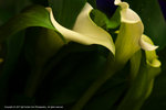 DSC00358