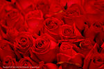 DSC00363