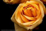 DSC00370