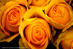 DSC00375