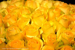 DSC00390