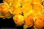 DSC00393