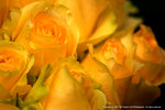 DSC00395