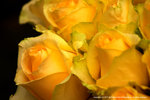 DSC00397