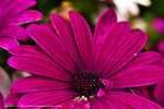 DSC00411
