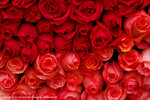 DSC00421