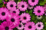 DSC00430