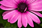 DSC00439