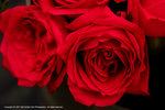 DSC00458